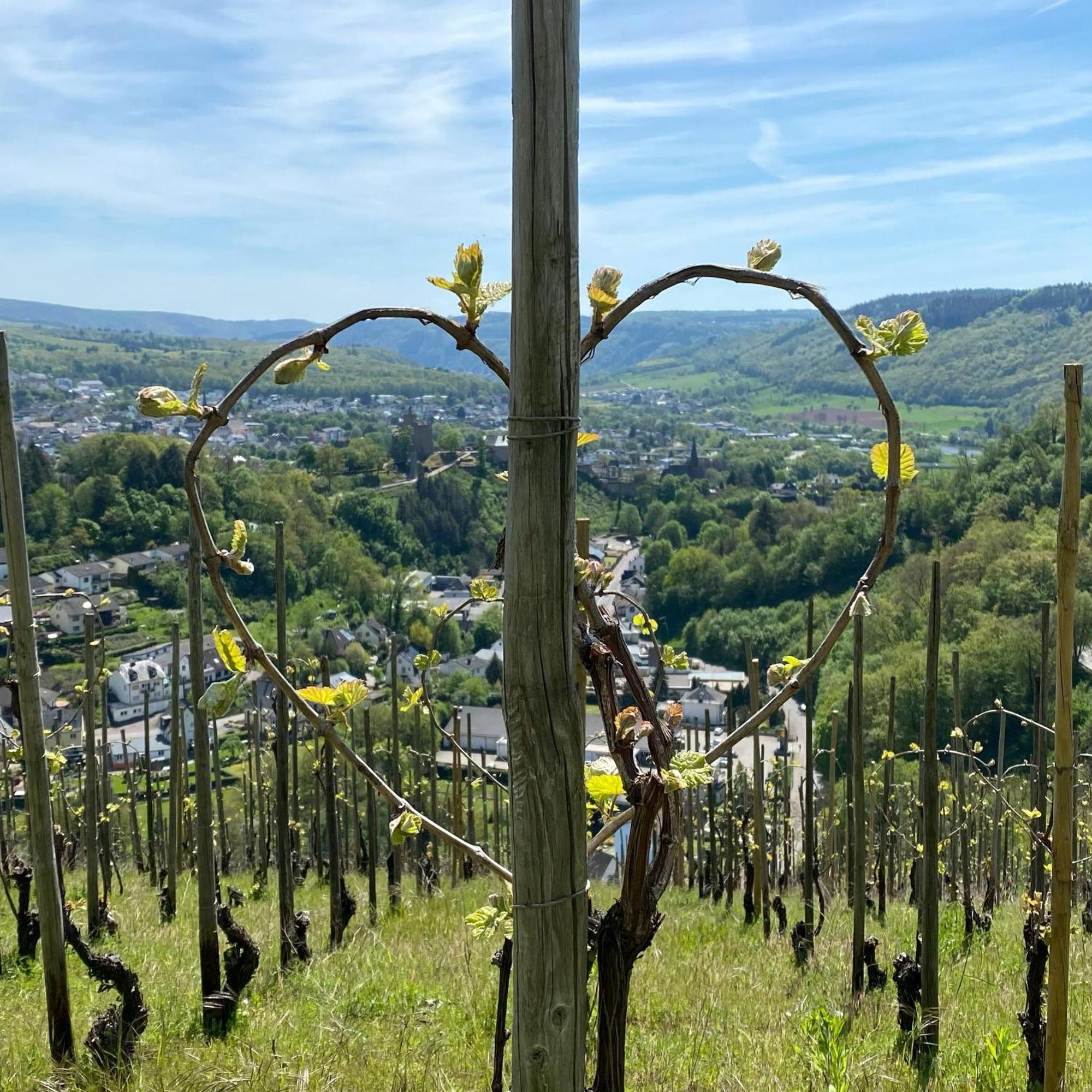 萨尔堡Weingut Dr Wagner别墅 外观 照片