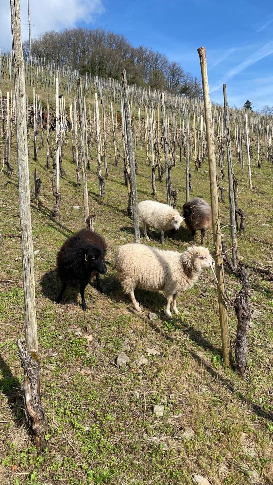 萨尔堡Weingut Dr Wagner别墅 外观 照片